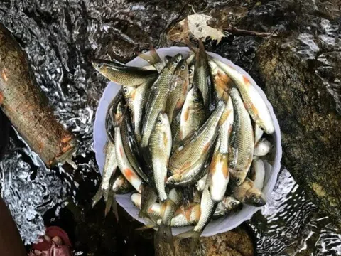 Loài cá chỉ có ở Nghệ An là đặc sản thơm ngon nức tiếng, nay hiếm đến mức phải bảo tồn dù giá lên tới 400.000 đồng/kg