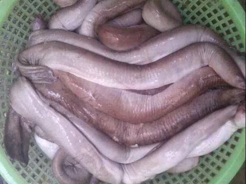 Loài cá bề ngoài khiến nhiều người sợ chết khiếp lại là đặc sản Bình Định, có cái tên "thoắt ẩn thoắt hiện" gây tò mò