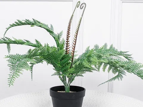 Người mệnh Thủy nên trồng cây gì? 6 loại cây phong thủy giúp dòng tiền luôn chảy vào nhà