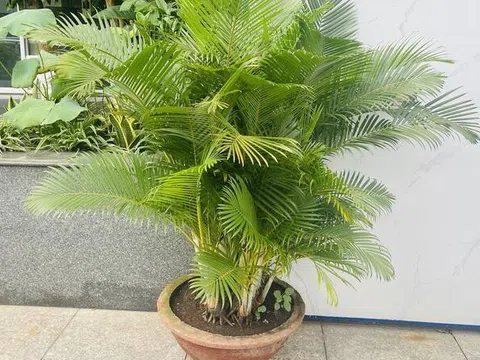 Ông bà xưa truyền: Trồng 3 loại cây này trước cổng, con cháu dễ gặp quý nhân phù trợ