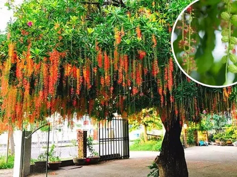 6 cây phong thủy nên trồng trước nhà