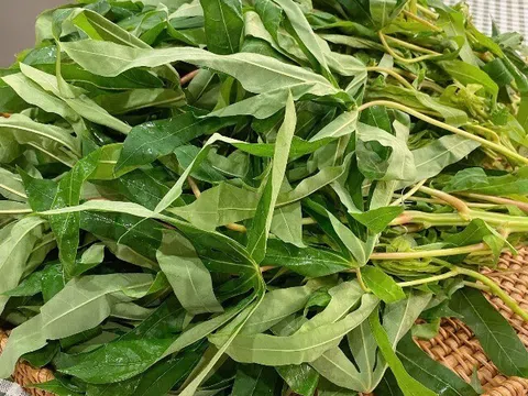 Loại rau xưa chỉ cho lợn ăn nay thành đặc sản Phú Thọ, thử một lần là nhớ da diết vì hương vị cực độc đáo