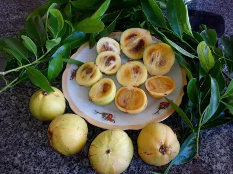 Thứ quả "vô danh" thành đặc sản đắt giá: Hương thơm khiến nhiều người mê mẩn lại cực tốt cho sức khỏe