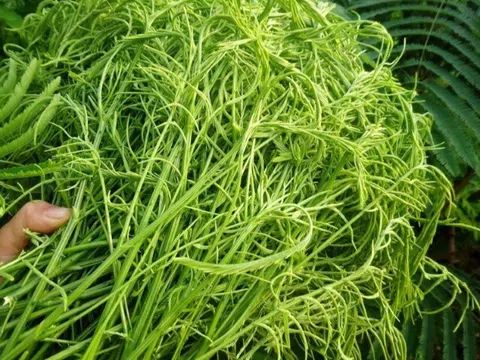 Thứ rau rừng một người ăn là cả làng bịt mũi vì quá "bốc mùi": Là đặc sản độc nhất Tây Bắc, du khách tranh giành mua làm...