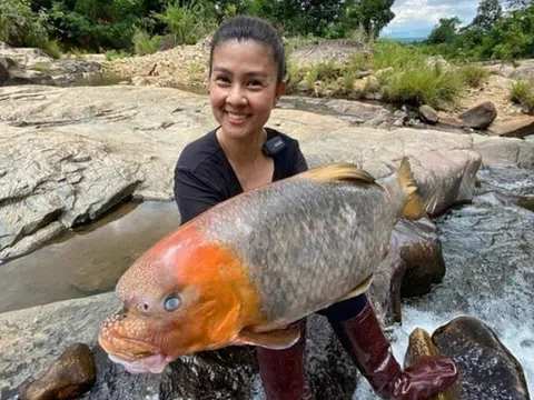 Loài cá tiến vua “quý như vàng” ở Phú Thọ, nay giá cả chục triệu đồng vẫn được giới đại gia săn lùng mua