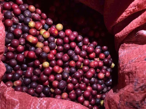 Loại quả chỉ có ở Ninh Thuận: Mọc dại trên rừng không cần chăm sóc, mùi thơm phức ăn một lần là mê