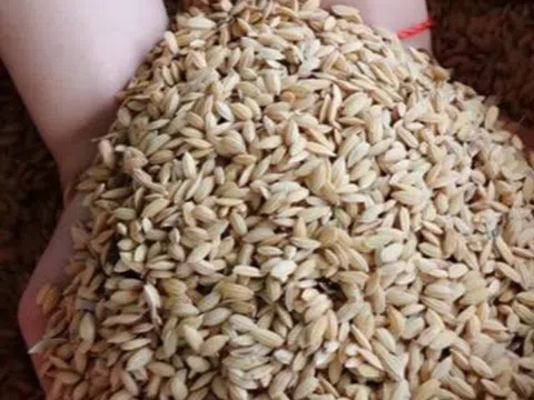 "Hạt ngọc trời" là đặc sản của người Bahnar, mất hơn tám tháng mới được thu hoạch, trải qua ba lần mưa nắng lớn nhất...