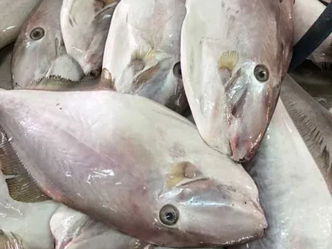Loài cá tên như thú 4 chân xưa chỉ "nhà nghèo" mới ăn, nay đem phơi khô lại được giới trẻ cực thích, bán 250.000 đồng/kg