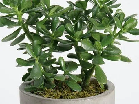 7 loài cây trồng trước nhà hút tiền như nam châm: Tôi ước tất cả mọi người đều biết