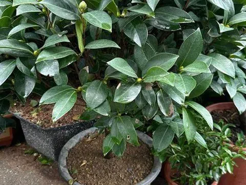 Trồng đúng loài cây này trước cửa: Gia đạo vững như núi, đời con cháu càng ở càng thịnh
