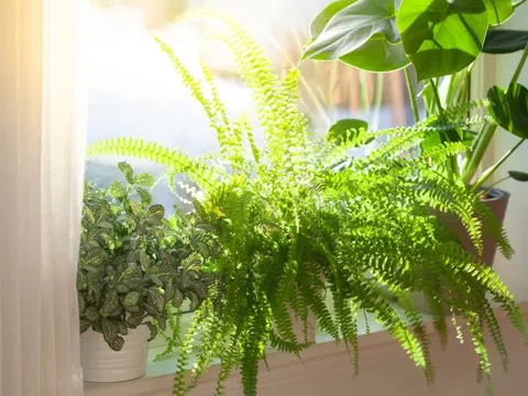 Cây dương xỉ và cây dâu tằm: Nhiều nhà đang trồng mà không biết đây là hai loài bị phong thủy đại kỵ