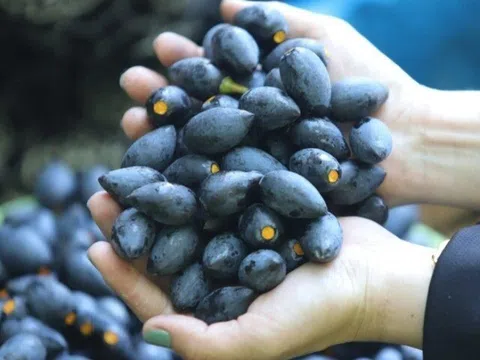 Thứ quả xưa rụng đầy gốc bị chê “hăng” nay thành đặc sản mùa thu gợi nhớ tuổi thơ, có giá từ 100.000 - 150.000 đồng