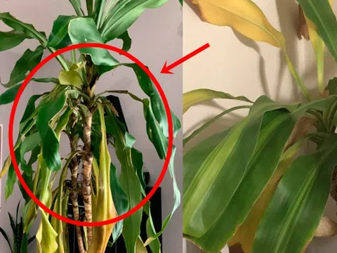 Tôi bỏ cây phát tài ra khỏi phòng khách vì quá mệt mỏi với thứ nó mang lại