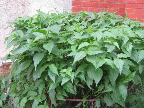 Loại rau xưa mọc làm hàng rào hóa ra lại siêu bổ dưỡng, là một vị thuốc cực tốt được nhiều người lùng mua