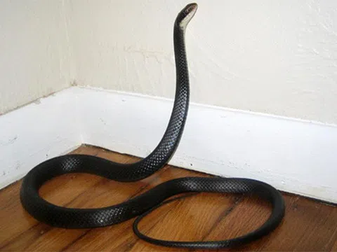 Giật mình với những vị trí rắn hay ẩn nấp ngay trong nhà