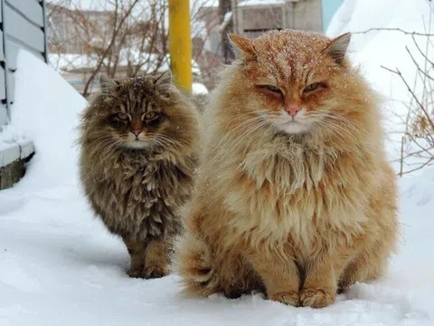 5 giống mèo khổng lồ được người chơi thú cưng săn đón, có con là “Hoa hậu của loài mèo”, giá bán lên tới hàng tỷ đồng