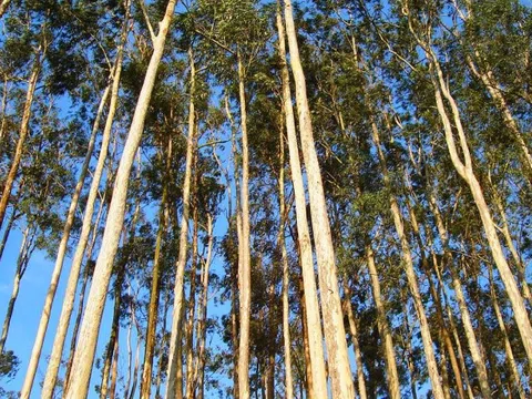 3 loại cây phổ biến song không nên trồng sát nhà: Có loại phá hỏng móng, có loại nguy hiểm vì "háo nước"