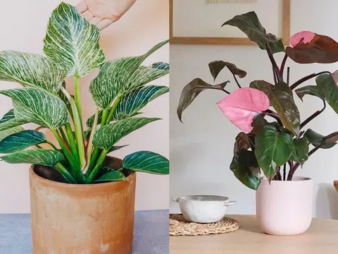 Ông bà dặn: 5 loại cây đặt đúng vị trí là thành “máy hút tài lộc” cho gia đình