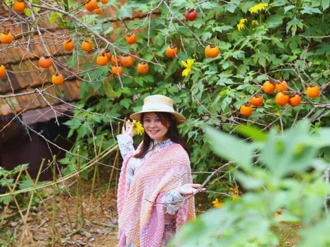 Check in ở "thủ phủ" hồng cổ thụ chín rực rỡ