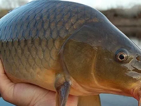 5 loại cá nội địa Việt ngon bổ ngang hàng cá ngoại, quan trọng là giá rẻ bằng 1/2