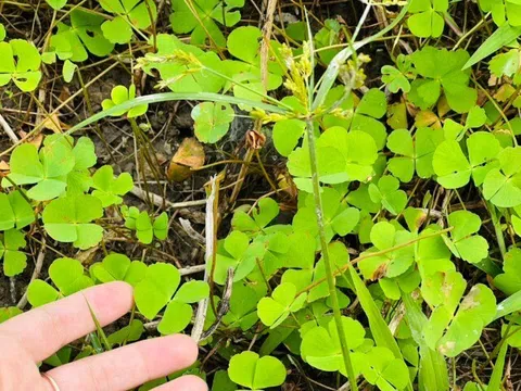 Thứ rau mọc bờ bụi phải nhổ bỏ như cỏ dại nay thành đặc sản chị em lùng mua, nấu canh cua thì ngon hơn "sơn hào hải vị"