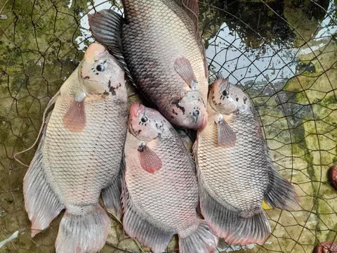 Loài cá có "tai" lạ là đặc sản nổi tiếng miền Tây, đem làm món nhìn đã "nổi da gà" nhưng lại là tuyệt đỉnh ẩm thực