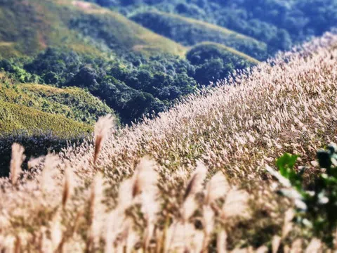 Về Quảng Ninh ngắm cỏ lau 'thức giấc' trên dải biên cương Bình Liêu