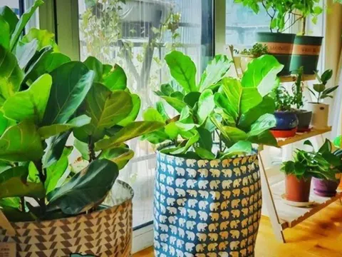 Đừng để cây xanh “hút cạn” dương khí: Sai lầm nhiều nhà mắc khiến tài lộc tắc nghẽn