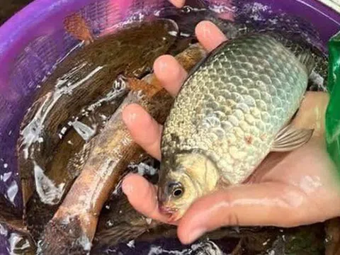 Chợ Việt có loại cá nhỏ, chỉ 30.000 đồng/kg nhưng được thầy thuốc xưa gọi là "đại bổ": Người biết ăn coi như báu vật