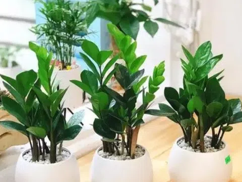 3 loại cây đặt tại phòng khách giúp năm mới Bính Ngọ may mắn, tiền – tài đều có