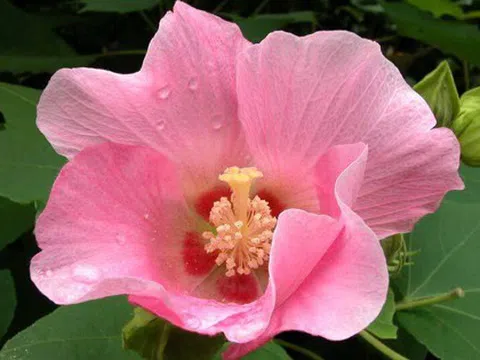 5 loại hoa bị cho là mang "vận rủi", nên tránh cắm trong nhà dịp năm mới 2026