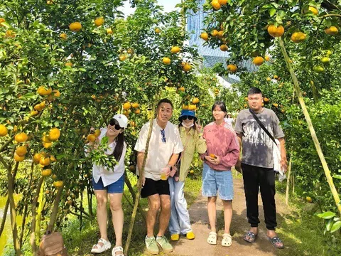 Cách TP.HCM 3 tiếng chạy xe có một "vương quốc quýt hồng", khách du lịch thích mê ghé check-in mỗi ngày
