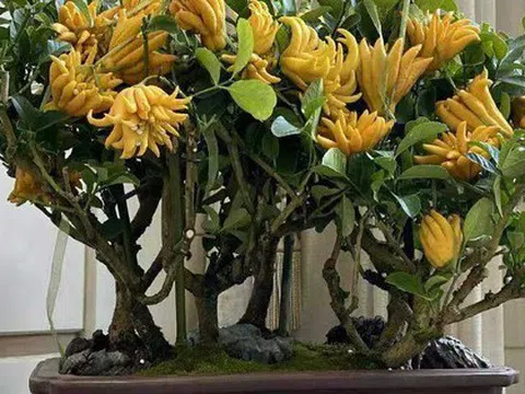 Nhà trồng 3 loại cây này chẳng khác rước "thần tài" vào nhà, gia chủ trăm sự cát lành, hút tài hút lộc