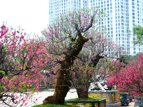 Vẻ đẹp rêu phong của đào cổ thụ Tây Bắc "đốn tim" người chơi Hà Nội