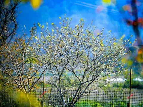 Check-in xuân sớm ở vùng cao xứ Thanh, hoa đào, hoa mận khoe sắc