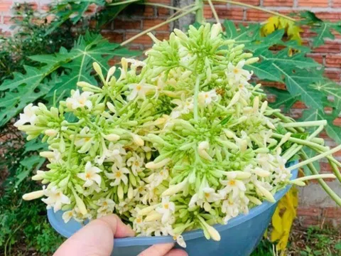 Thứ xưa rụng đầy gốc, có vị đắng nay thành đặc sản được ưa chuộng, làm đủ món ngon