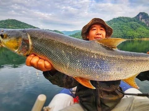 Loài cá mệnh danh "cọp nước" sông Đà, cực khó bắt nhưng thịt chắc, thơm ngon khiến giới nhà giàu rất mê