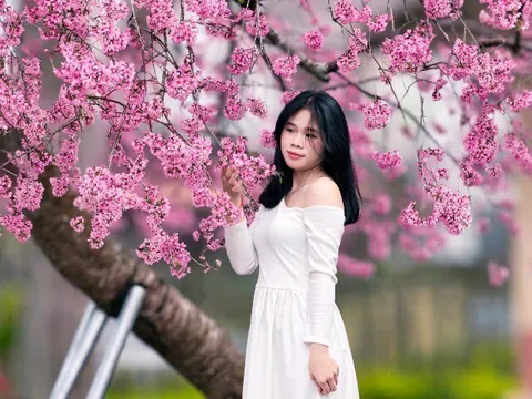 Cây mai anh đào "siêu hot" ở Đà Lạt, hàng trăm người chờ check-in mỗi ngày
