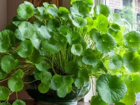 Không phải kim tiền, đây mới là 4 loại cây mà người giàu thích mê: Càng trồng càng may mắn, đẹp sang hơn cả hoa