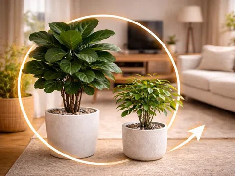 Ông bà dặn: Cây này tuyệt đối không đặt giữa nhà, nhiều người vẫn vô tư trồng rồi than "tiền vào bao nhiêu cũng trôi"