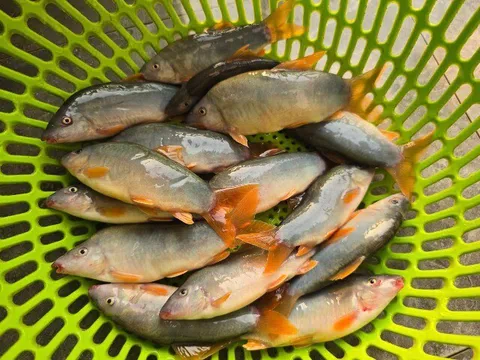 Sản vật miền Tây có tên gọi dễ nhầm lẫn, thịt béo chắc, giá đắt hơn cua