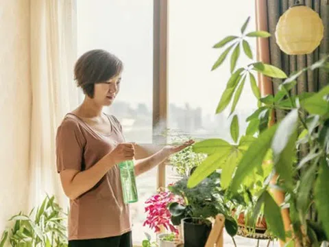 Đừng đặt cây ở 5 vị trí này trong nhà: Tưởng đẹp mà hóa rước họa, nhiều người để rồi mới hối hận