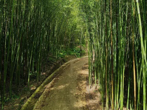 “Mở khóa” rừng trúc xanh mướt tại Cao Bằng đẹp như phim, không kém gì Nhật Bản