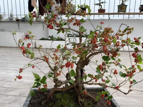 3 loại cây không nên trồng trong năm Bính Ngọ