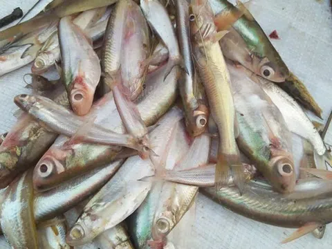 Loại cá xưa có đầy giờ trở thành đặc sản nổi tiếng Quảng Trị, dân sành ăn thi nhau "săn lùng", giá 140.000 đ/kg