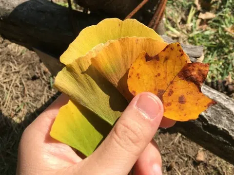 Sang tận Hàn để chụp ảnh cây lá vàng sống ảo, khách Việt ngỡ ngàng vì mùi lạ dưới gốc cây