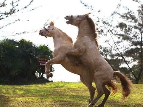 Chiêm ngưỡng ngựa bạch Hữu Kiên, "báu vật" vùng cao giữa lòng Hà Nội