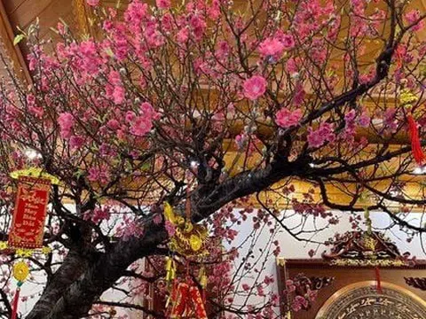 Tết Ngựa 2026: 3 cây nên đặt trong nhà để vạn sự hanh thông, tài lộc không cầu mà tự đắc