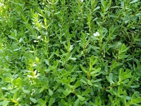 Cây dại mọc bờ mương có vị đắng, nay được ưa chuộng ở thành phố vì hương vị đặc biệt, vừa ngon vừa bổ