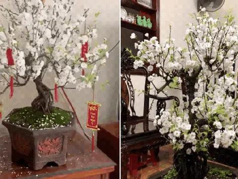 Đã tìm ra "vua hoa Tết" nở nghìn bông đẹp hơn tranh vẽ, chưng một chậu nhà sang gấp 100 lần